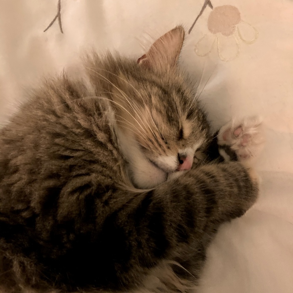 Meet your Posher, Joanna